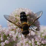 Leucozona glaucia (Linnaeus 1758) resmi