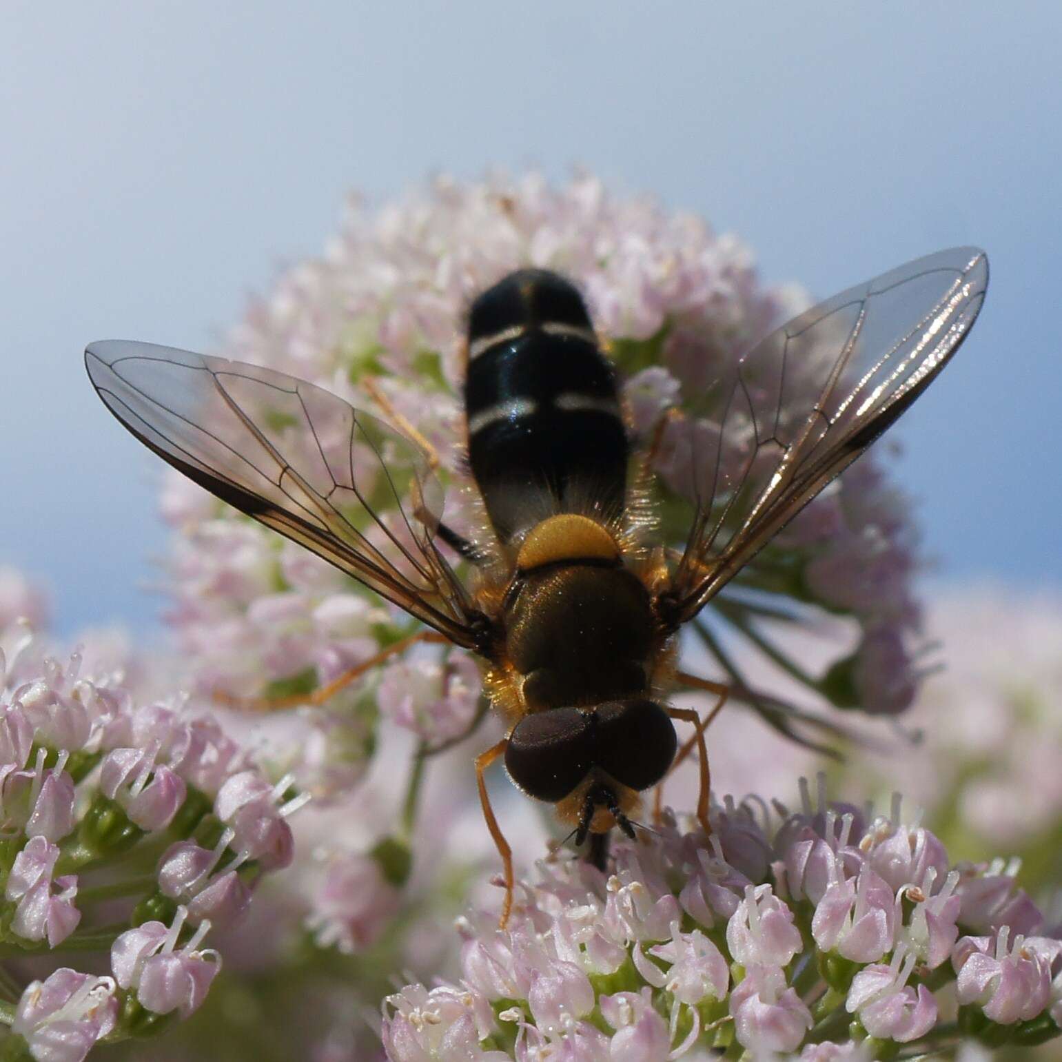 Image of Leucozona glaucia (Linnaeus 1758)