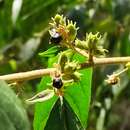 Plancia ëd Cestrum strigillatum Ruiz & Pav.