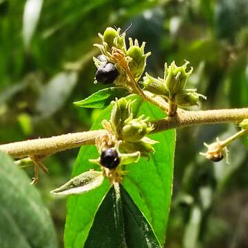 Image de Cestrum strigillatum Ruiz & Pav.