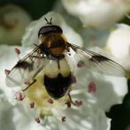 Leucozona lucorum (Linnaeus 1758) resmi