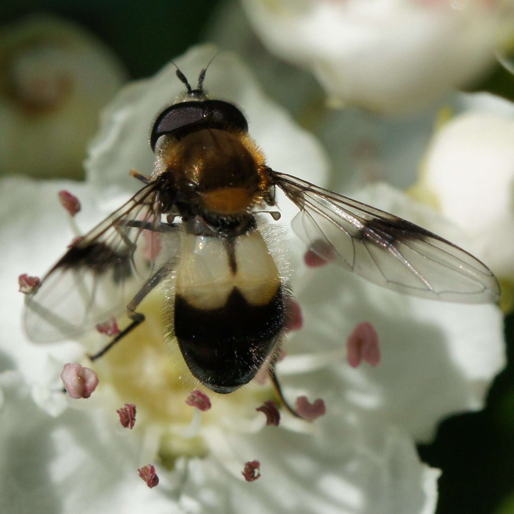 Leucozona lucorum (Linnaeus 1758) resmi