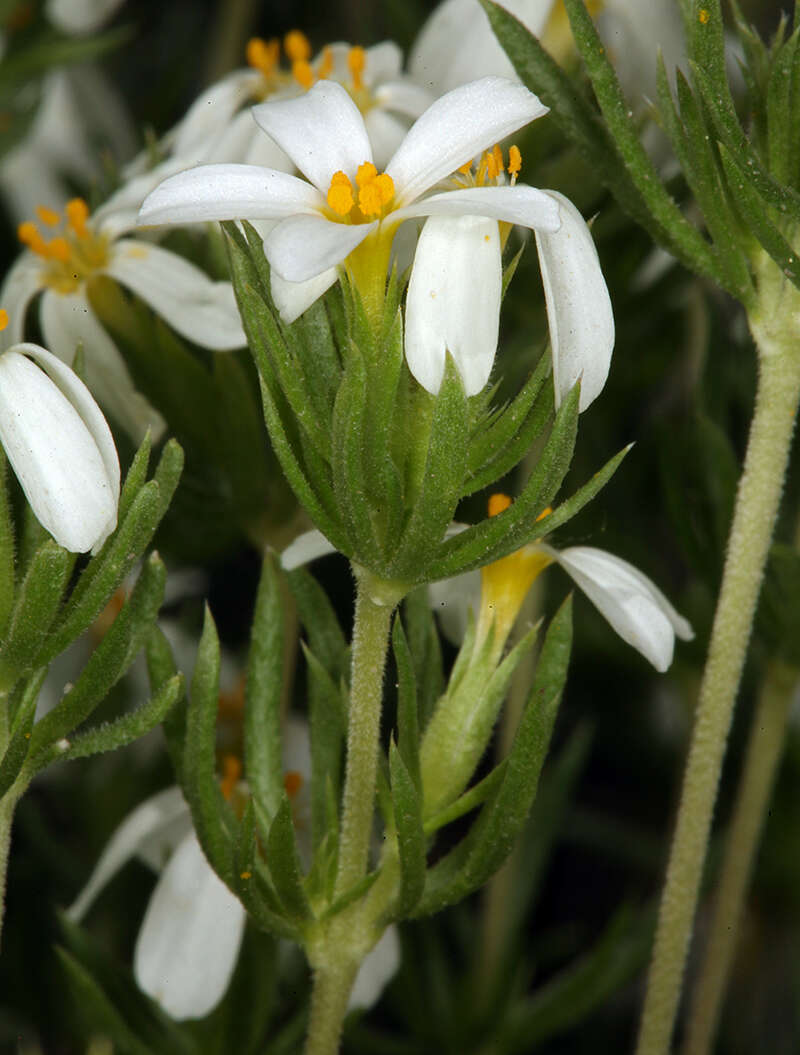 Image of Sierra linanthus