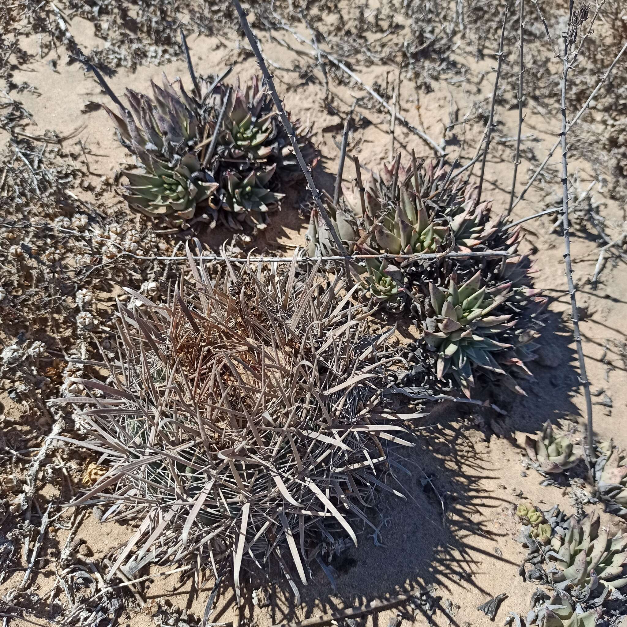 Image of Ferocactus fordii subsp. fordii