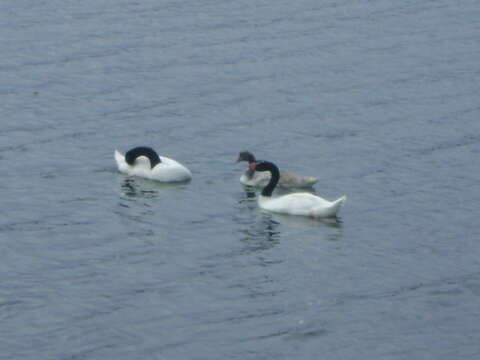 Image of Black-necked Swan