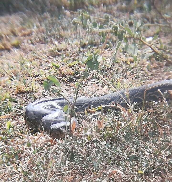 Image of Southern African Python