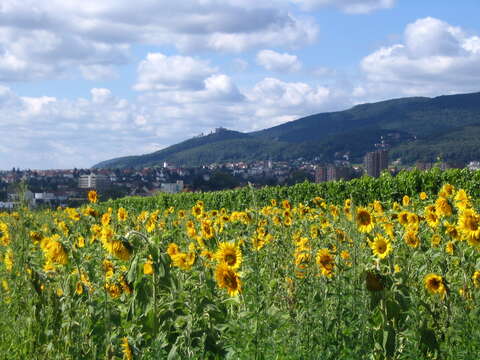 Image of common sunflower