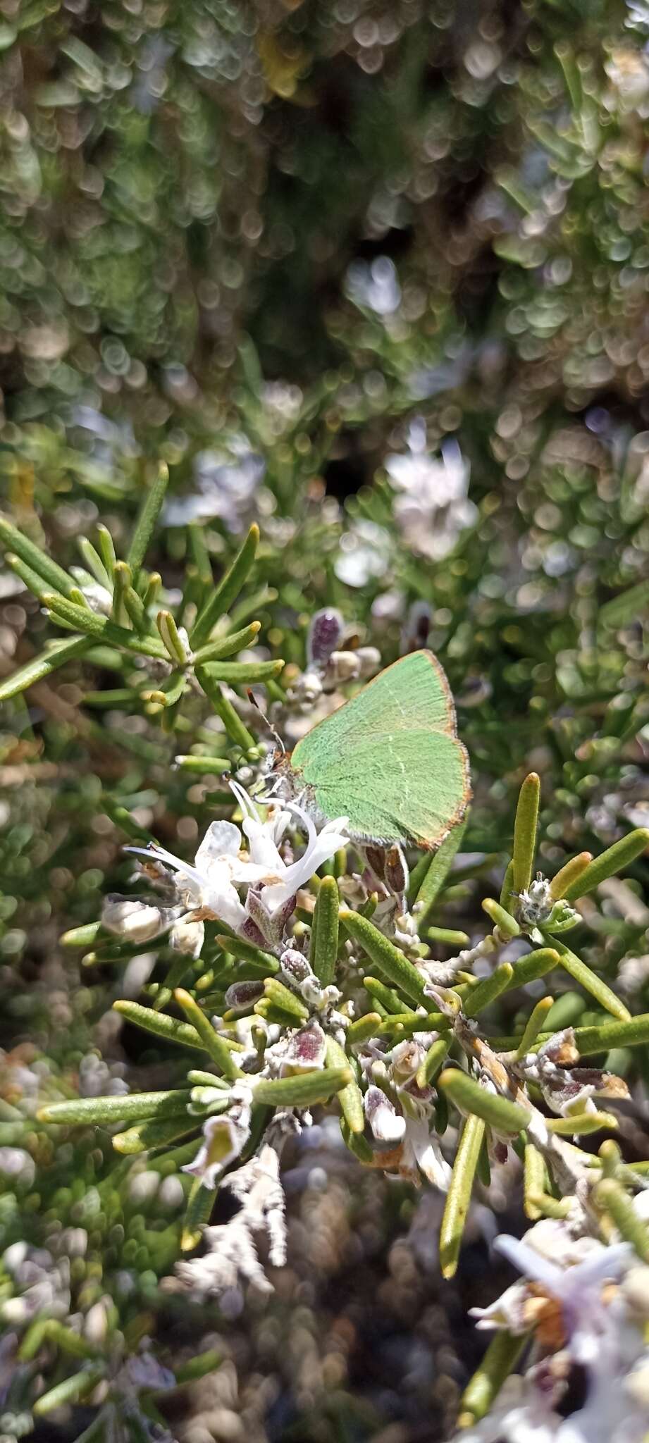 Plancia ëd Callophrys avis Chapman 1909