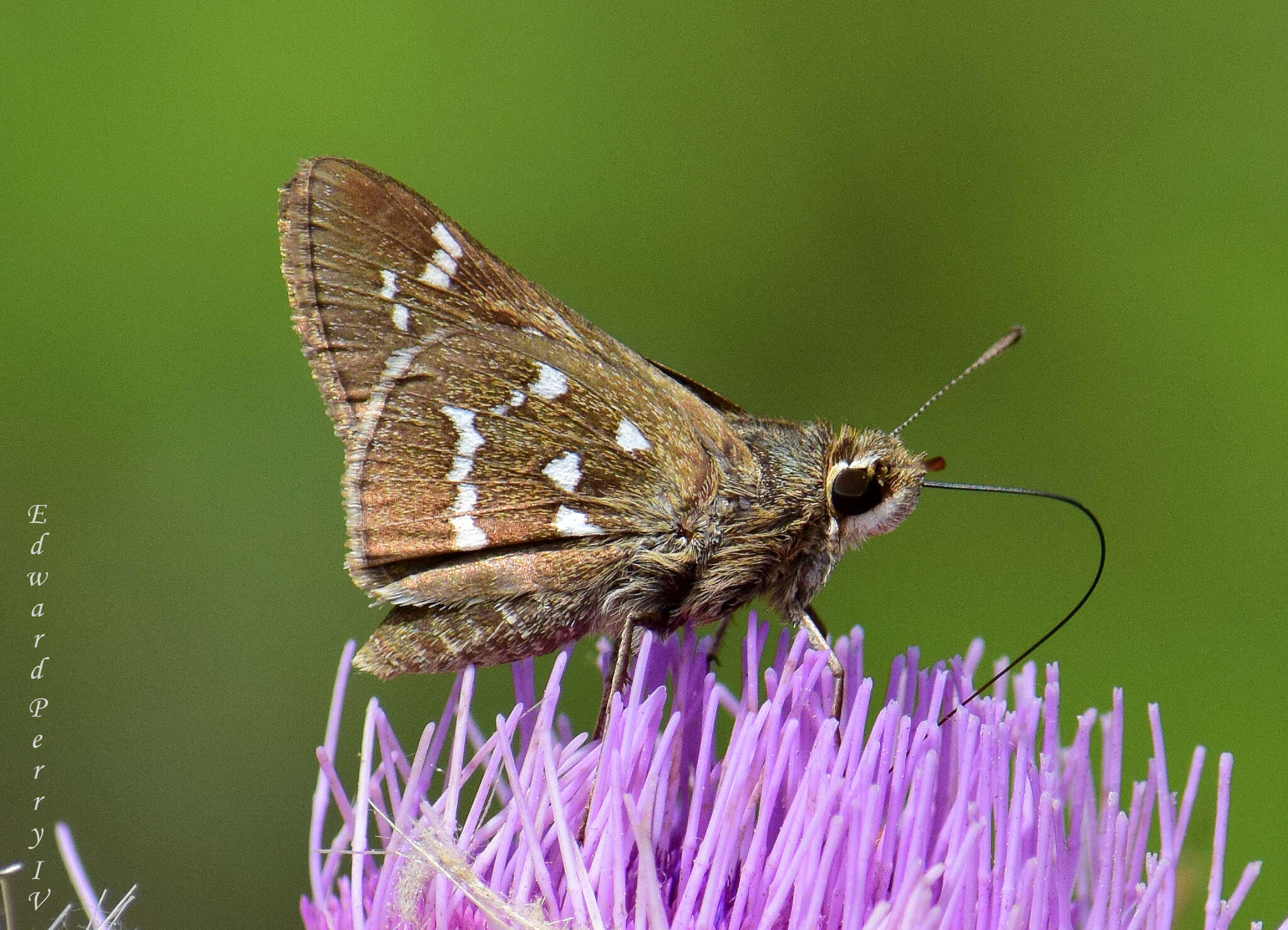 Atrytonopsis loammi Whitney 1876 resmi