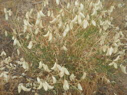 Astragalus douglasii var. perstrictus (Rydb.) Munz & Mc Burney resmi