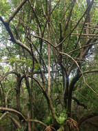 Image of Berberis glaucocarpa Stapf