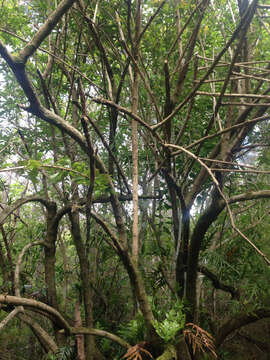 Image of Berberis glaucocarpa Stapf