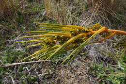 Image of Aciphylla montana Armst.