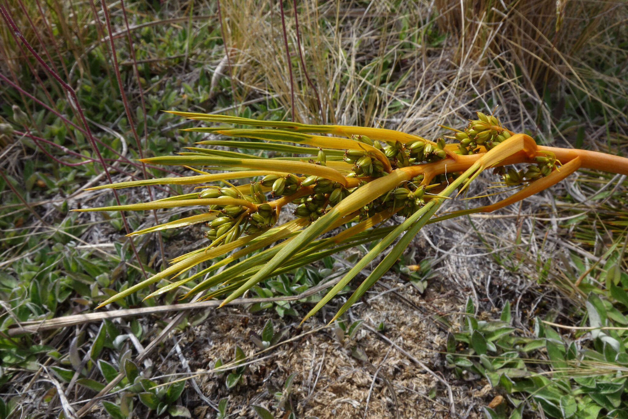 Image of Aciphylla montana Armst.