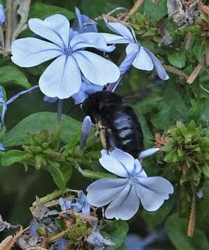 Plancia ëd Xylocopa tabaniformis melanura Cockerell 1918