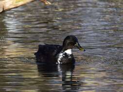 Image of <i>Anas platyrhynchos</i> f. <i>domesticus</i>