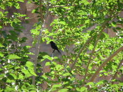 Image of Arabian Chestnut-winged Starling