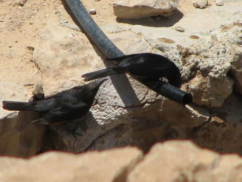 Image of Arabian Chestnut-winged Starling