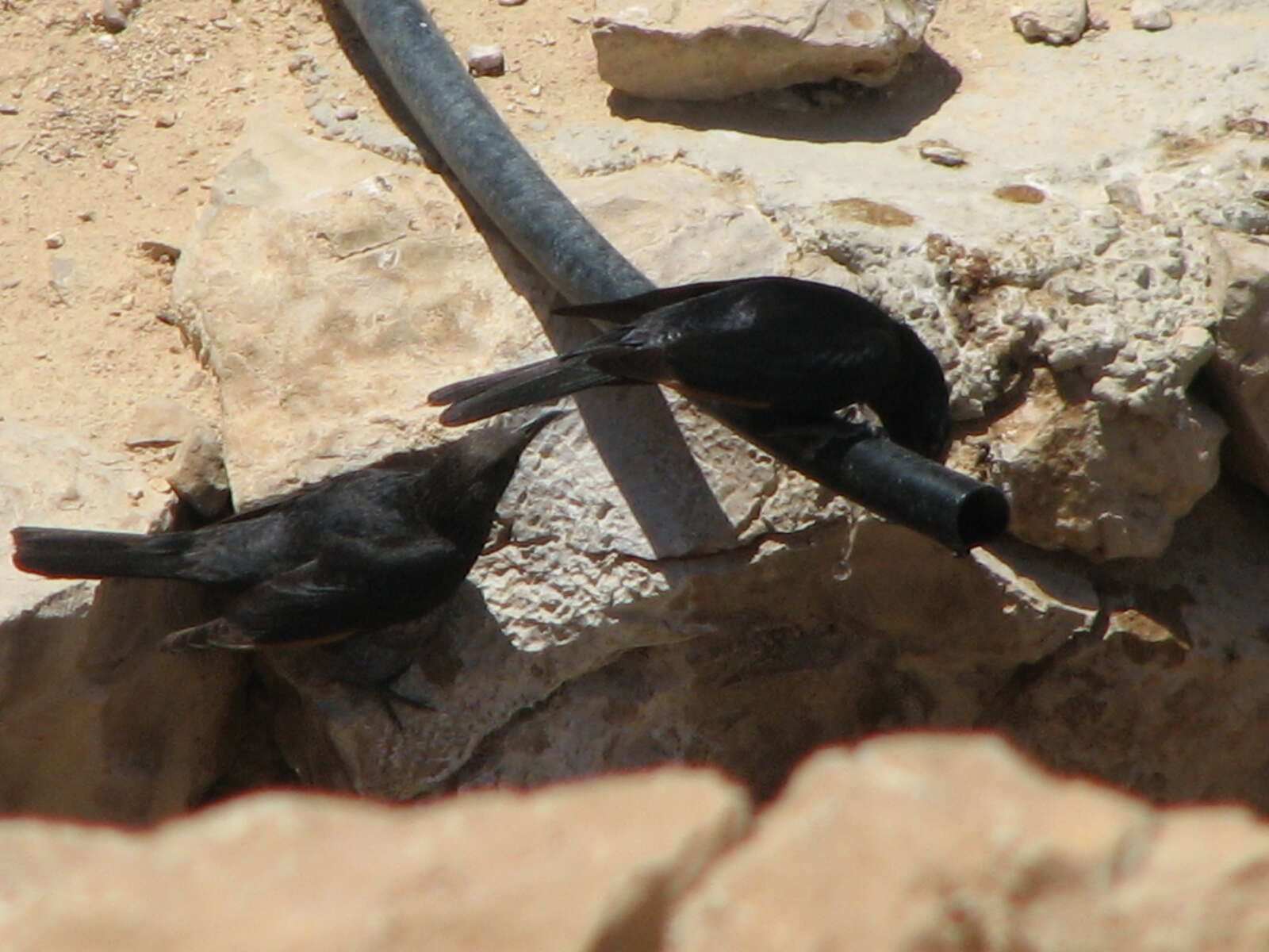 Image of Arabian Chestnut-winged Starling