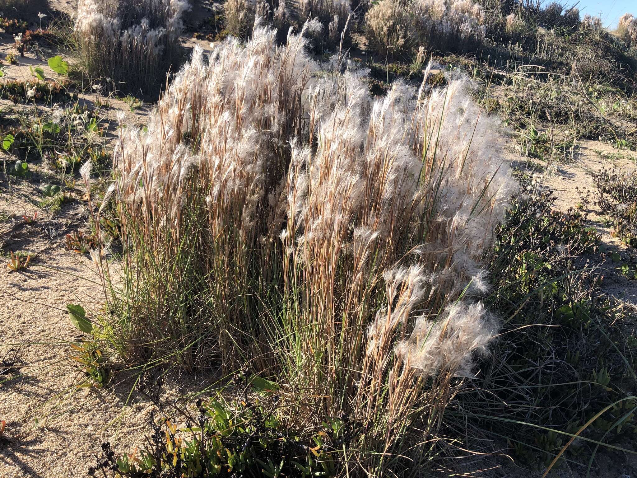 Plancia ëd Andropogon arenarius Hack.