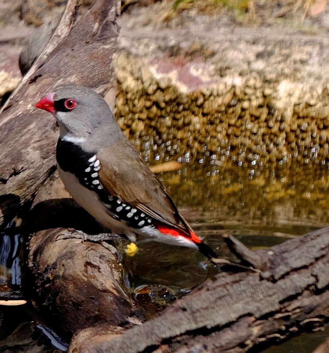 Image of Diamond Firetail