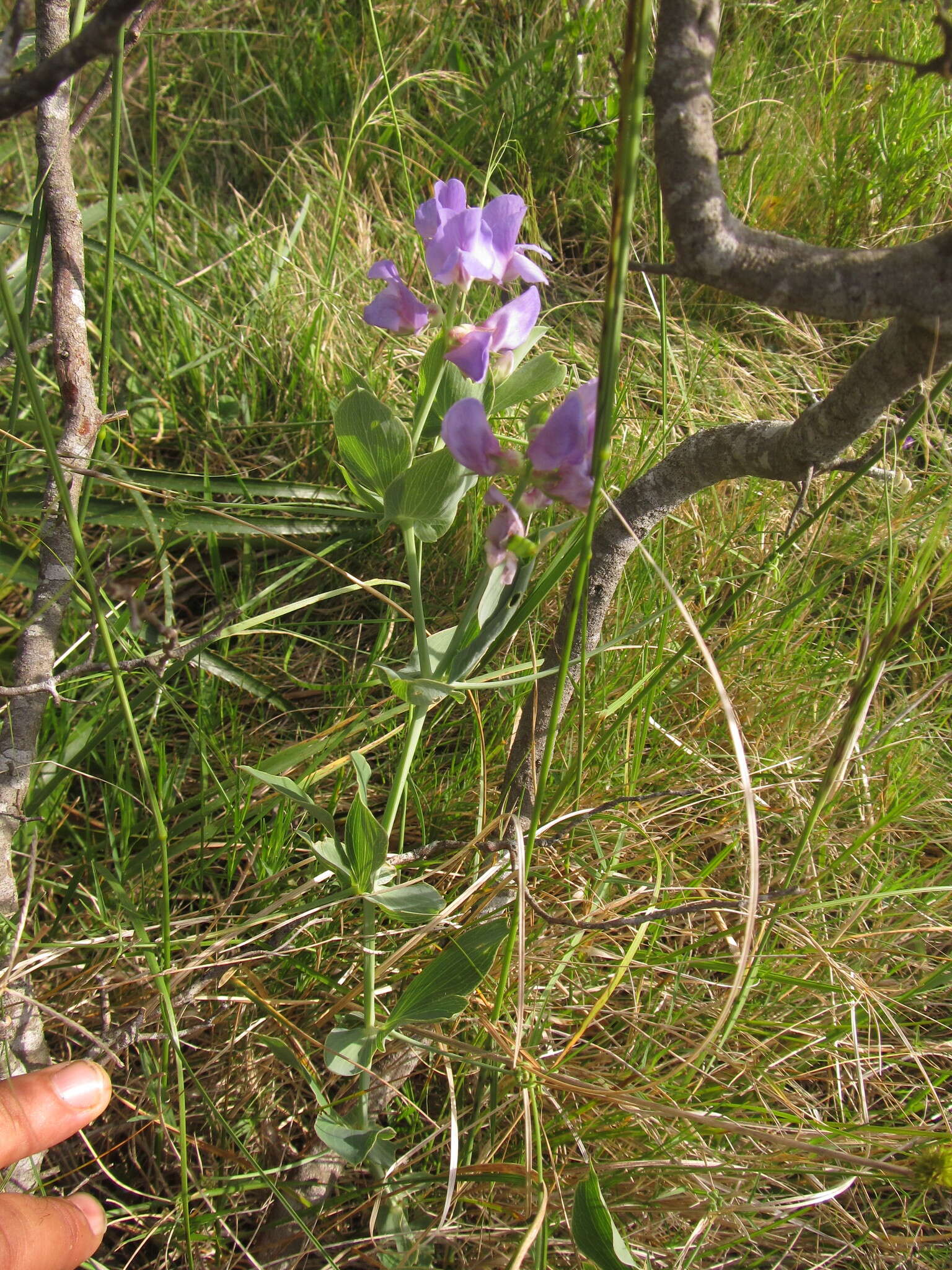 Imagem de Lathyrus nervosus Lam.