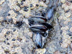 Image of Mediterranean mussel