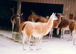 Image of Guanaco