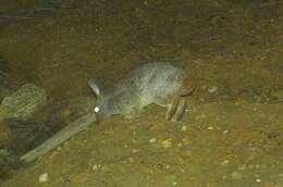 Image of Hewitt's Red Rock Hare