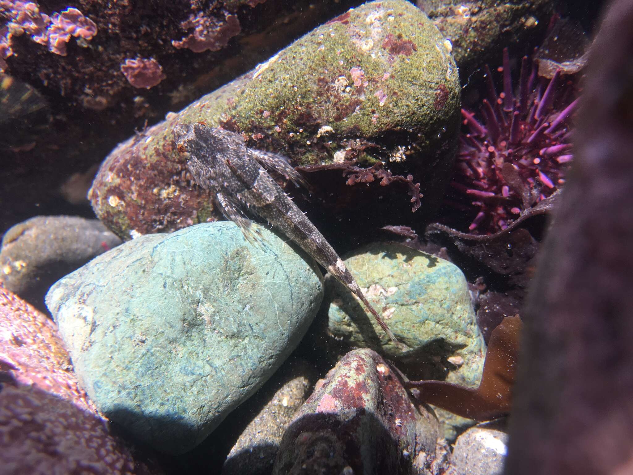 Image of Tidepool sculpin