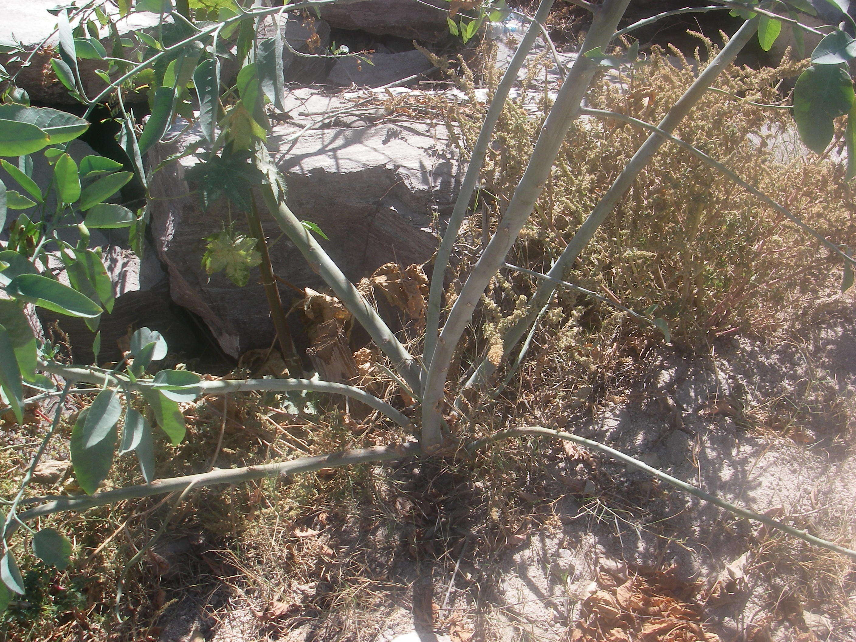 Image of tree tobacco