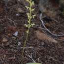 Image of narrow-petal rein orchid