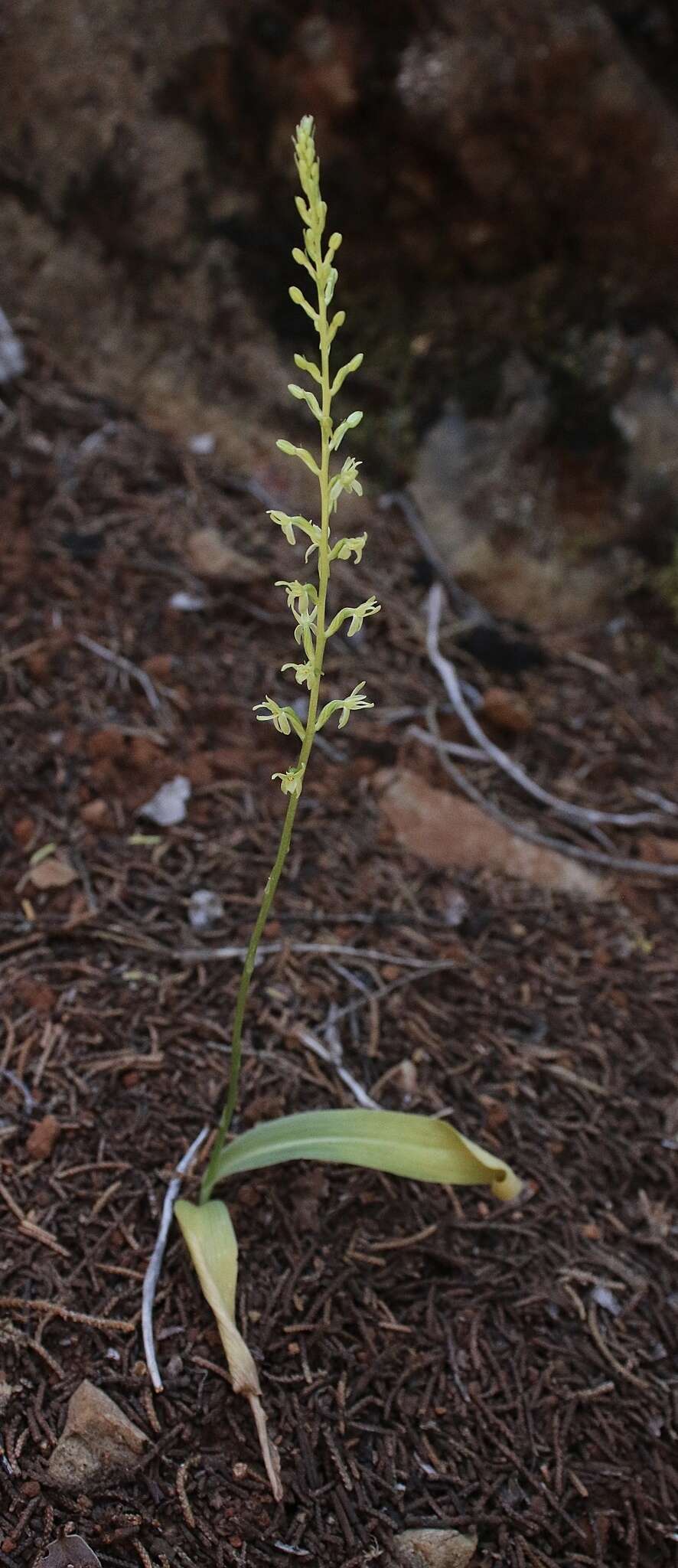 Image of narrow-petal rein orchid