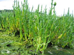 Image of glasswort