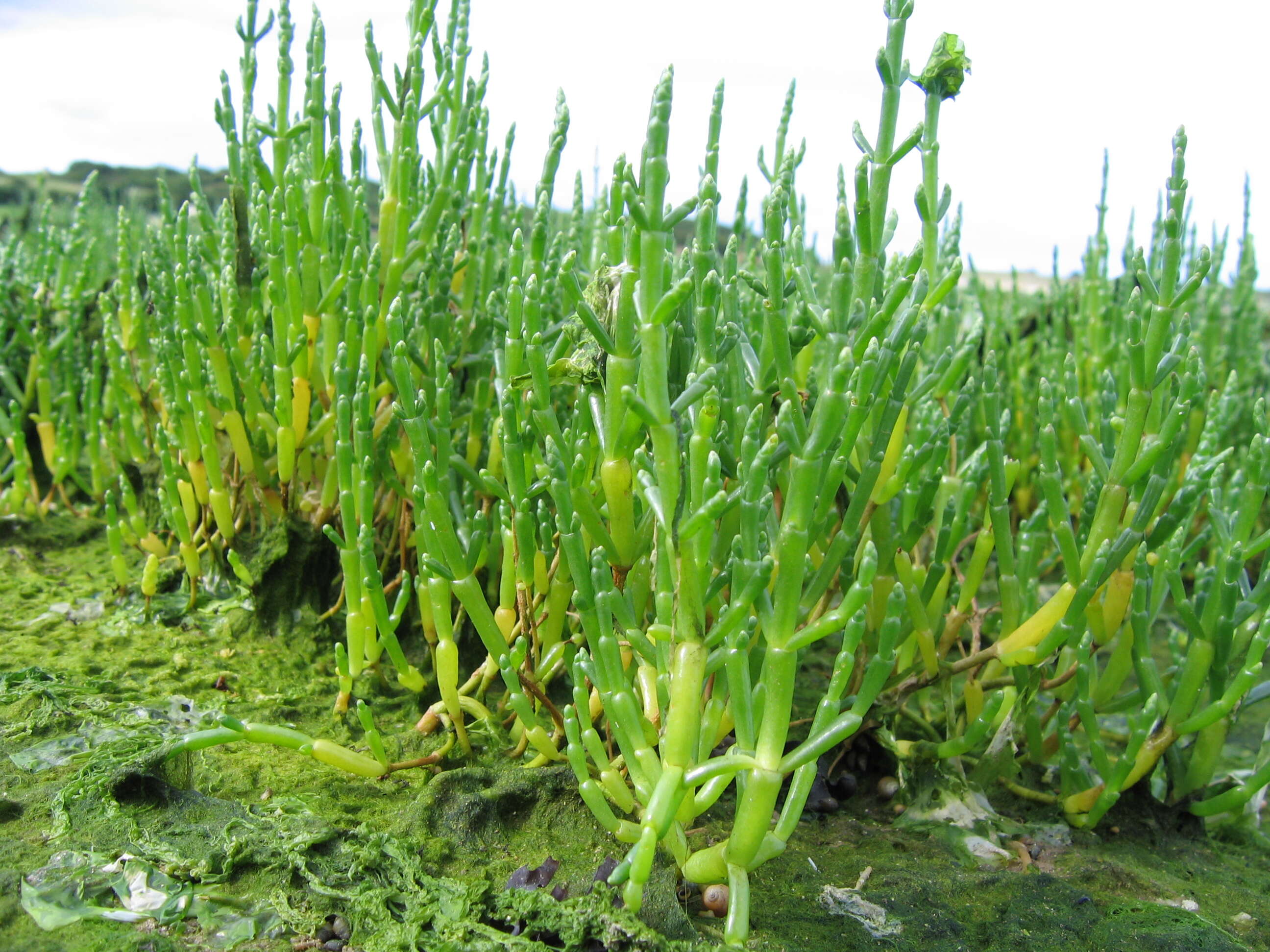 Image of glasswort