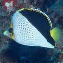 Image of Hawaiian Butterflyfish