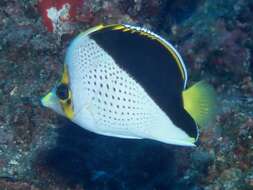 Image of Hawaiian Butterflyfish