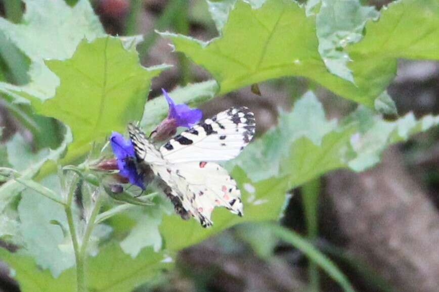 Image of Zerynthia caucasica (Lederer 1864)