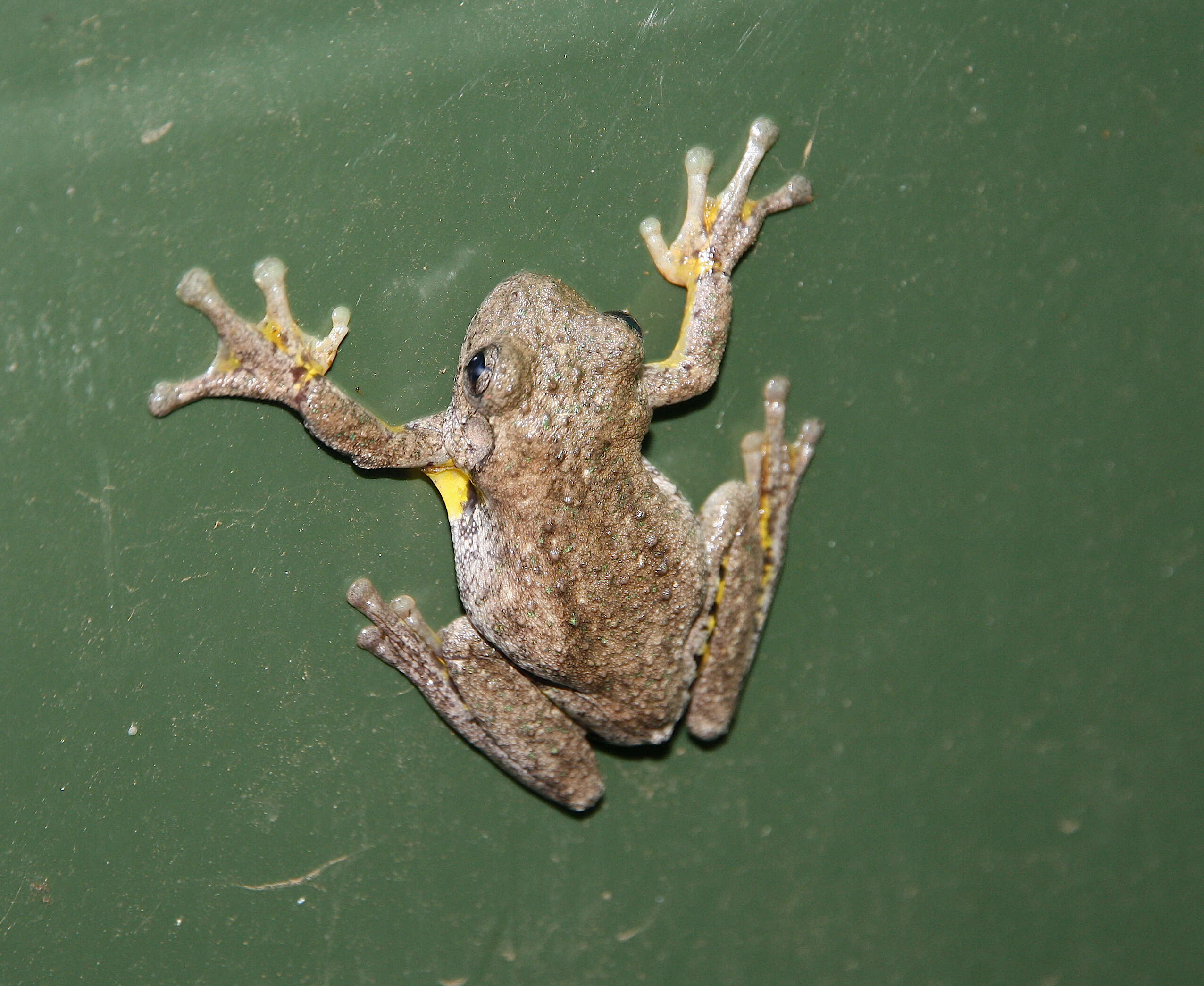 Image of Heath Frog