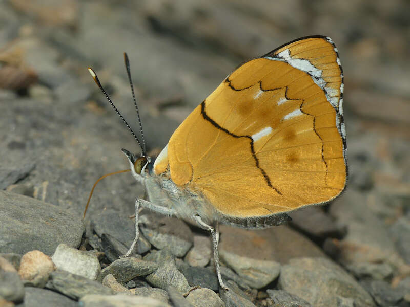 Perisama philinus Doubleday 1849的圖片