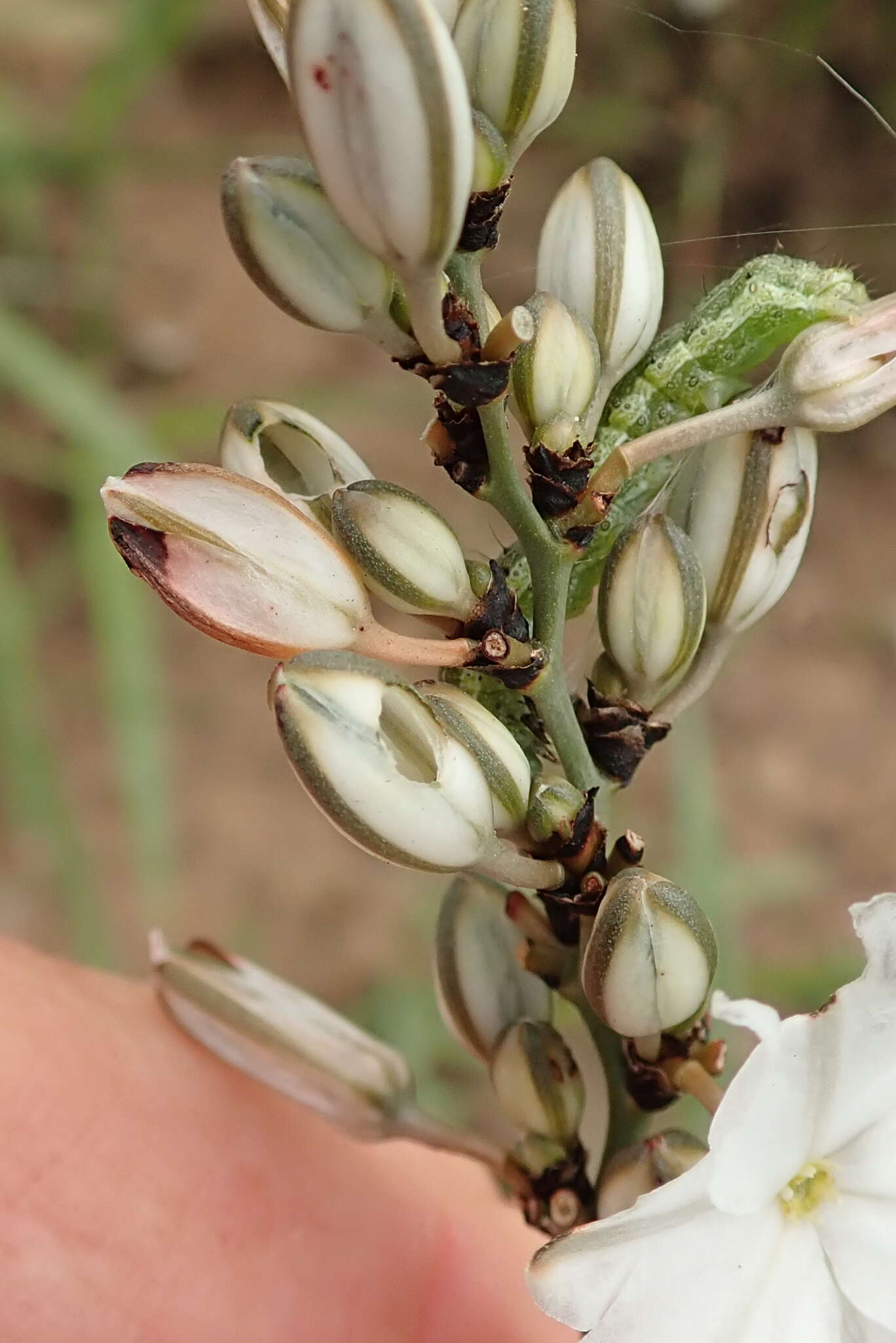 Plancia ëd Chlorophytum angulicaule (Baker) Kativu