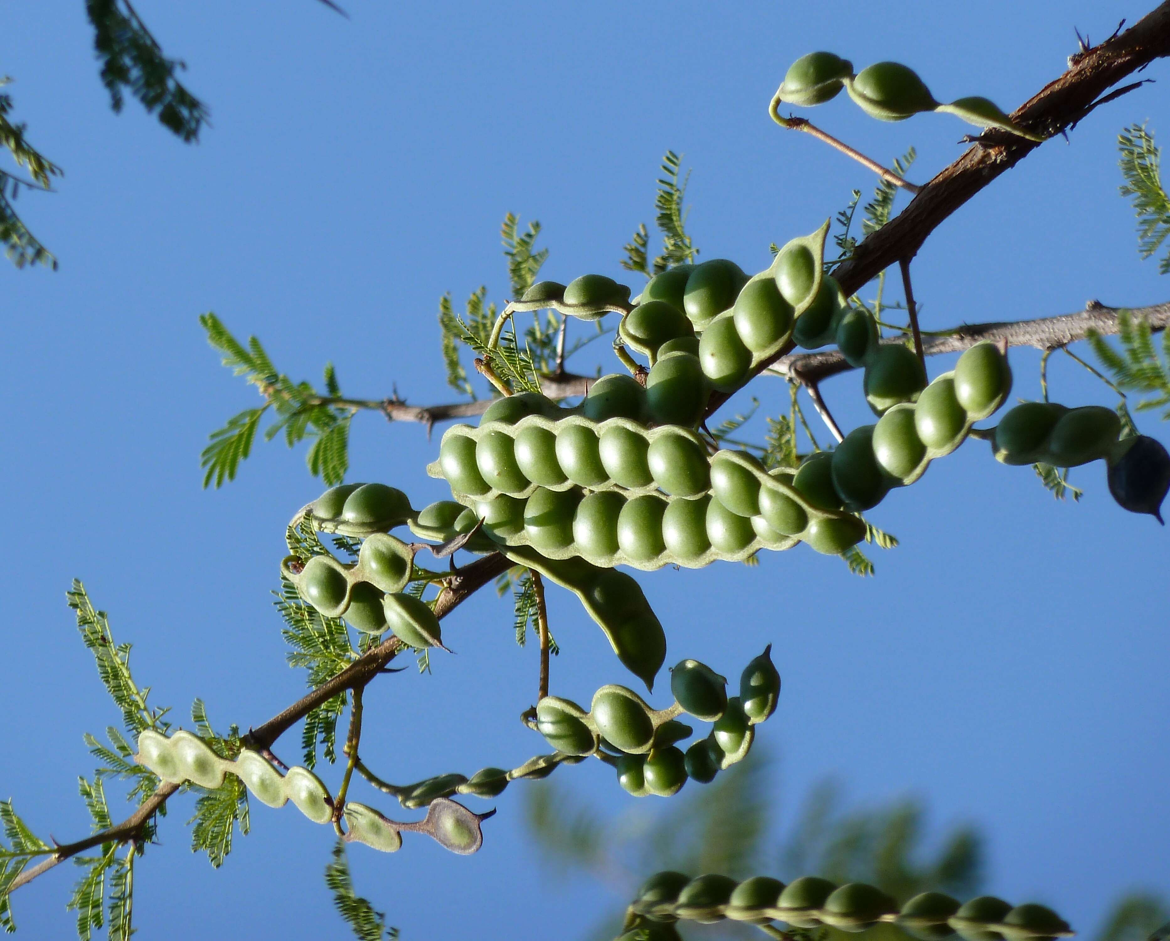 Plancia ëd Vachellia nilotica