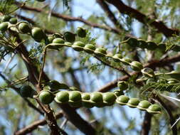 Plancia ëd Vachellia nilotica