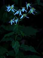 Image of mountain aster