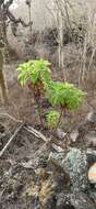 Image de Scalesia affinis Hook. fil.