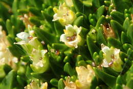 Image of Colobanthus muscoides Hook. fil.