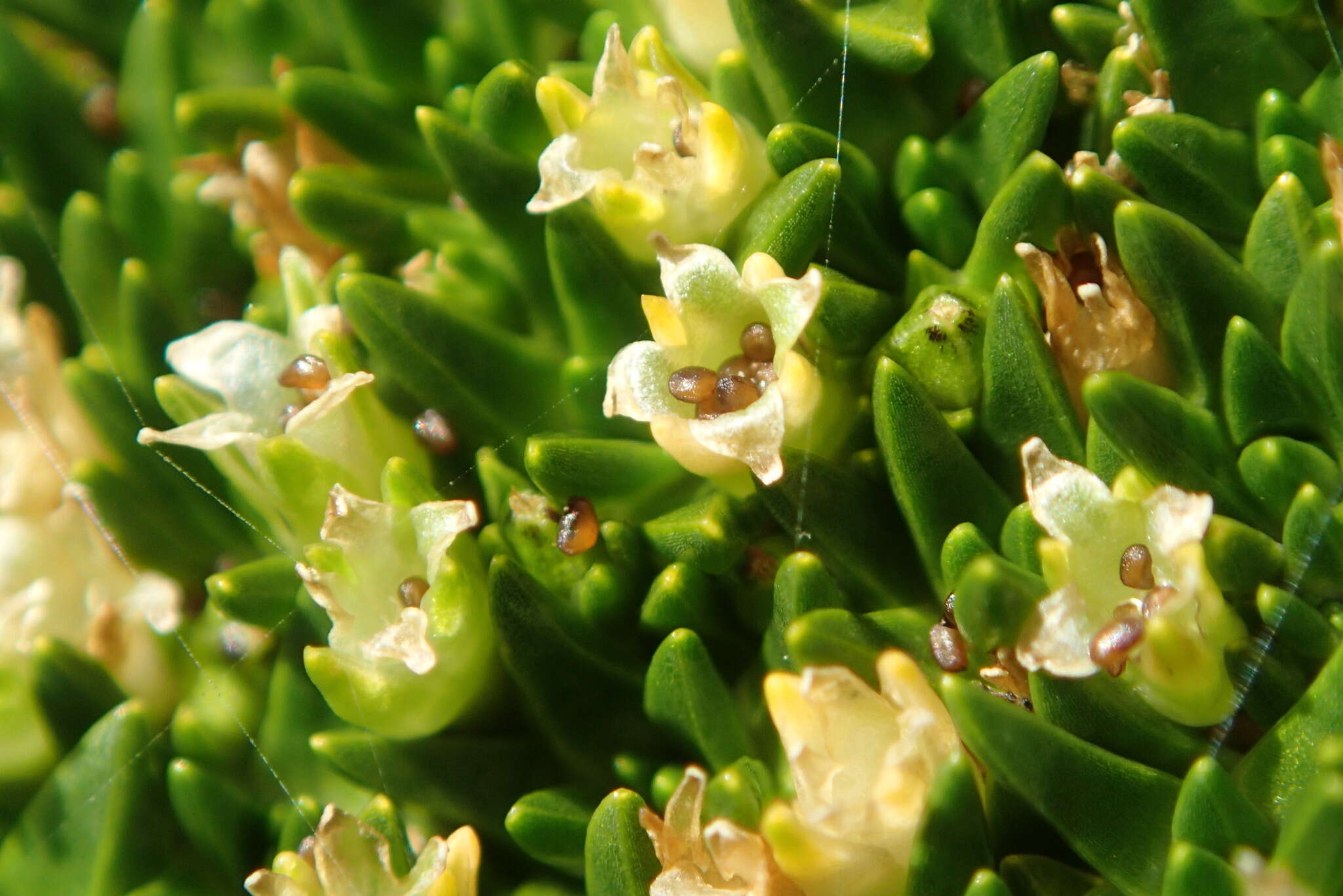 Image of Colobanthus muscoides Hook. fil.