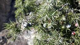 Image of Juniperus oxycedrus subsp. oxycedrus