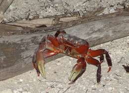 Image of brown land crab