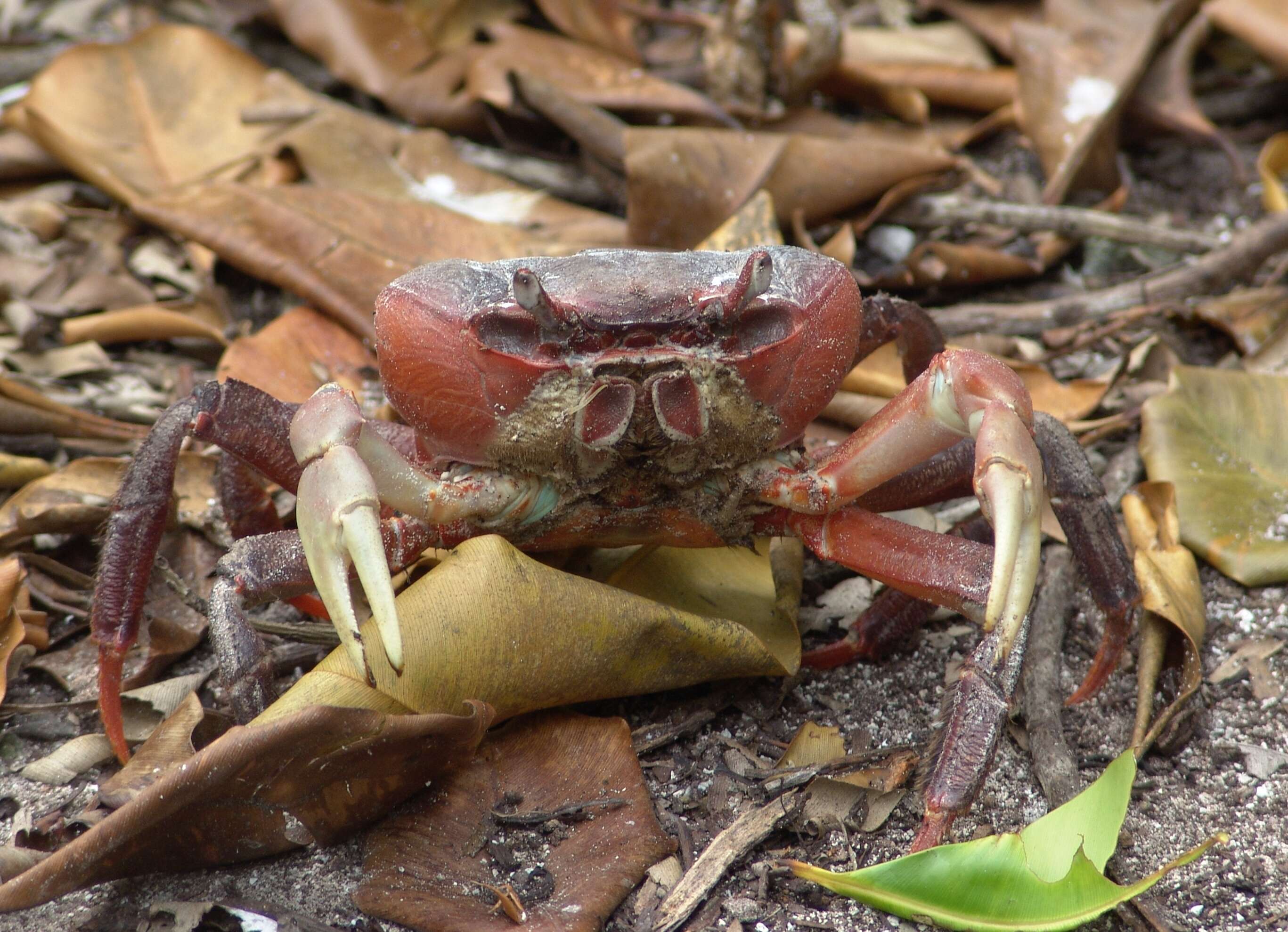 Image of brown land crab